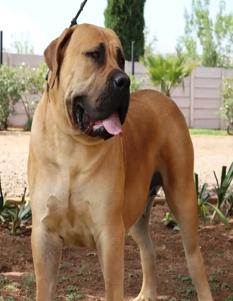 Image 2 de Vente de chiens de races 