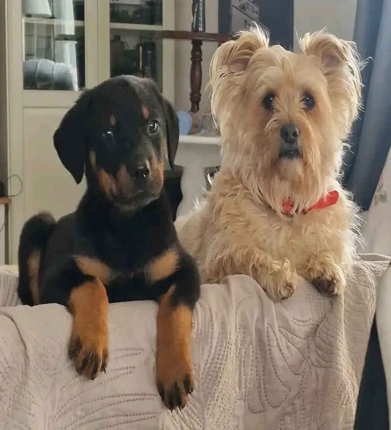 Image 3 de Vente de chiens de races 