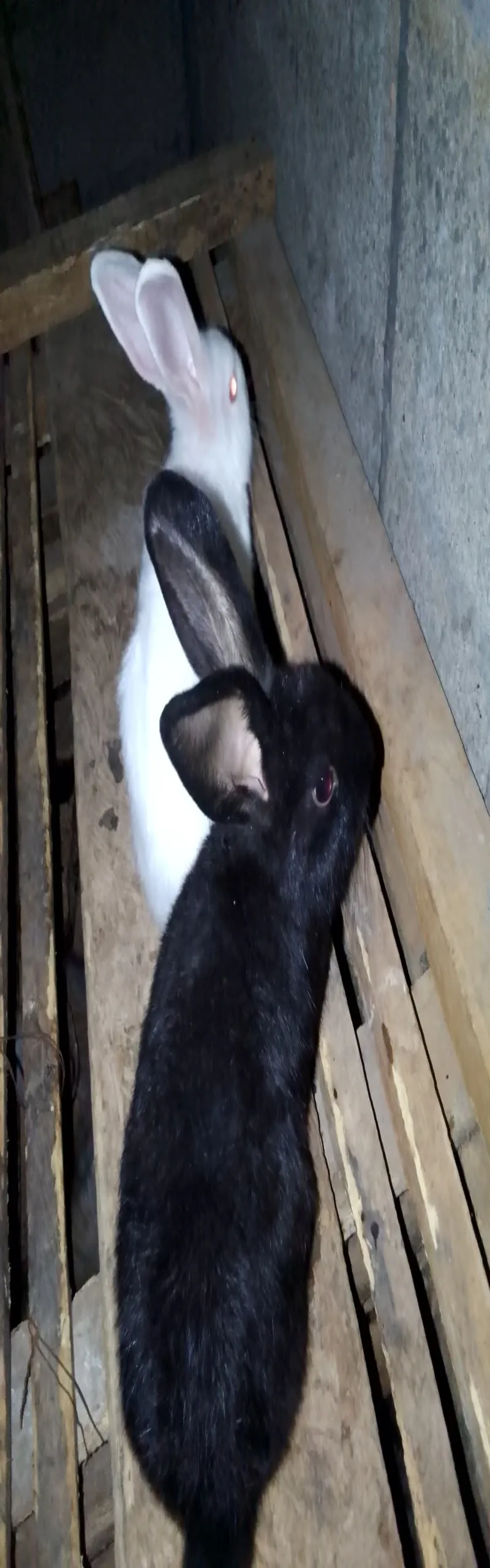 Image 2 de Animals lapins 