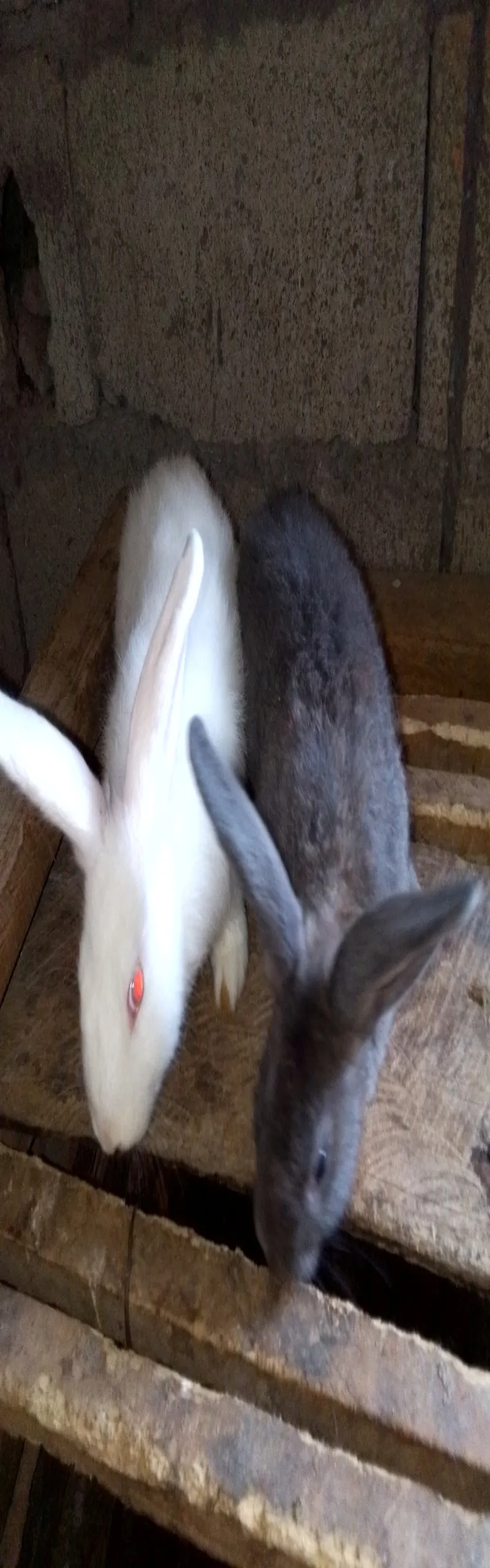 Image 4 de Animals lapins 