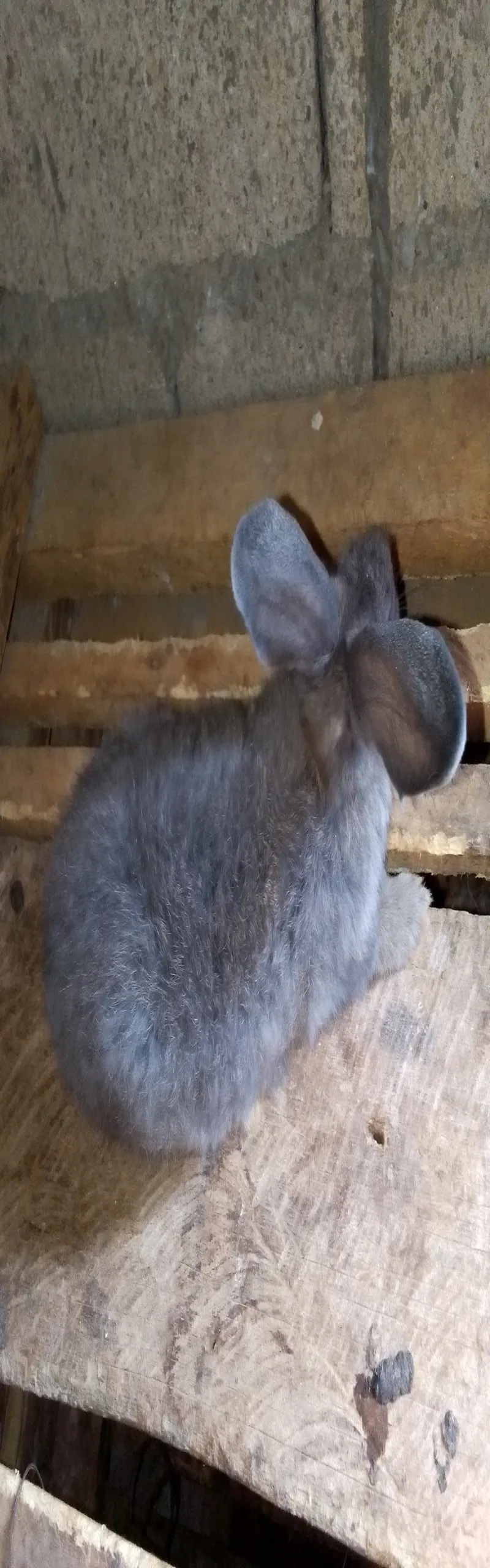 Image 5 de Animals lapins 