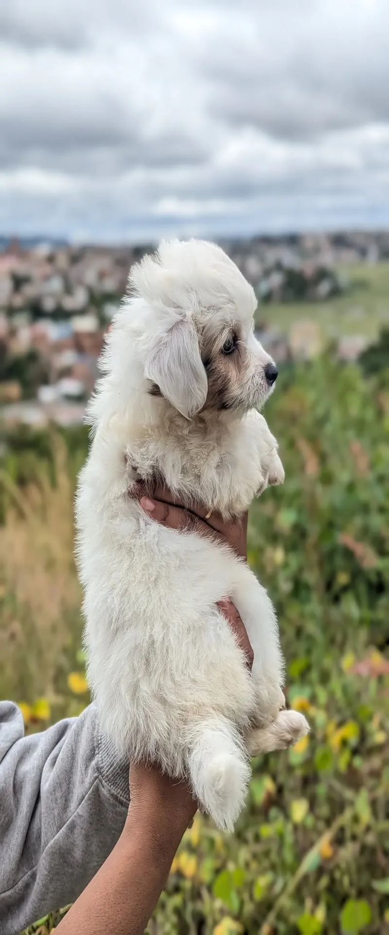 Image 2 de Vente de chiens Cotton trop mignon