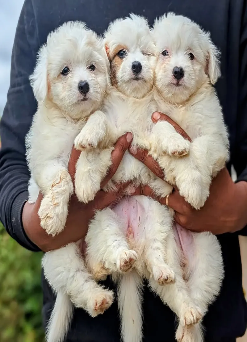 Image 3 de Vente de chiens Cotton trop mignon
