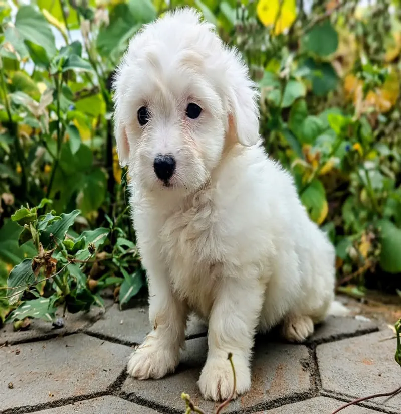 Image 4 de Vente de chiens Cotton trop mignon