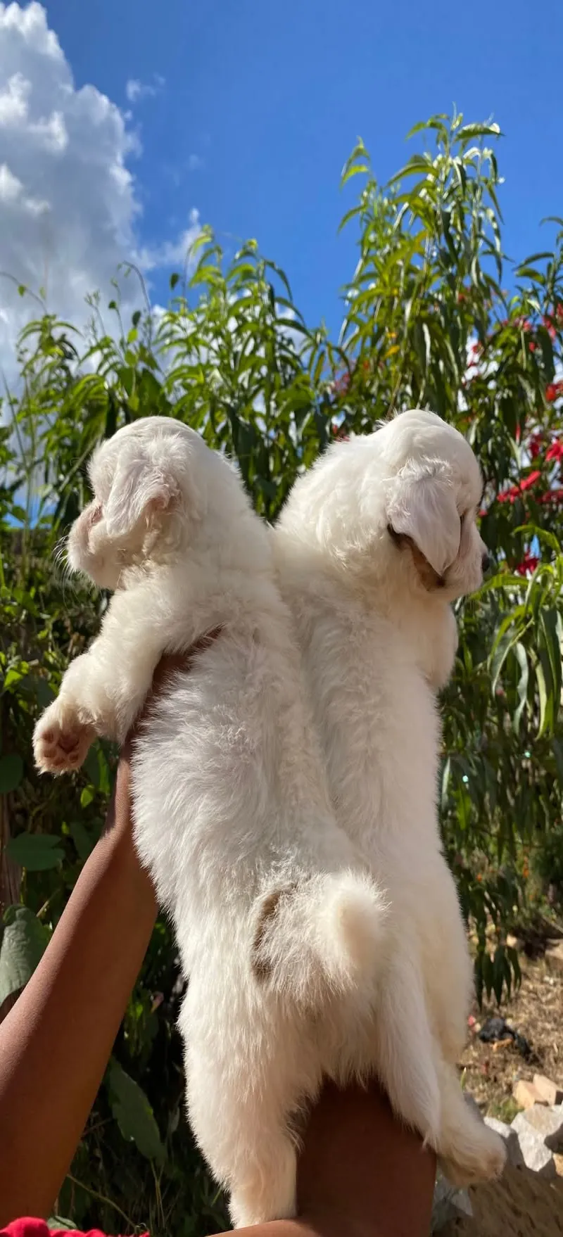 Image 5 de Vente de chiens Cotton trop mignon