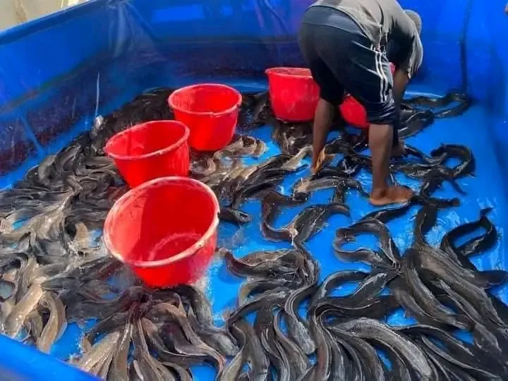 Image 2 de Vente de poissons silure poisson frais 