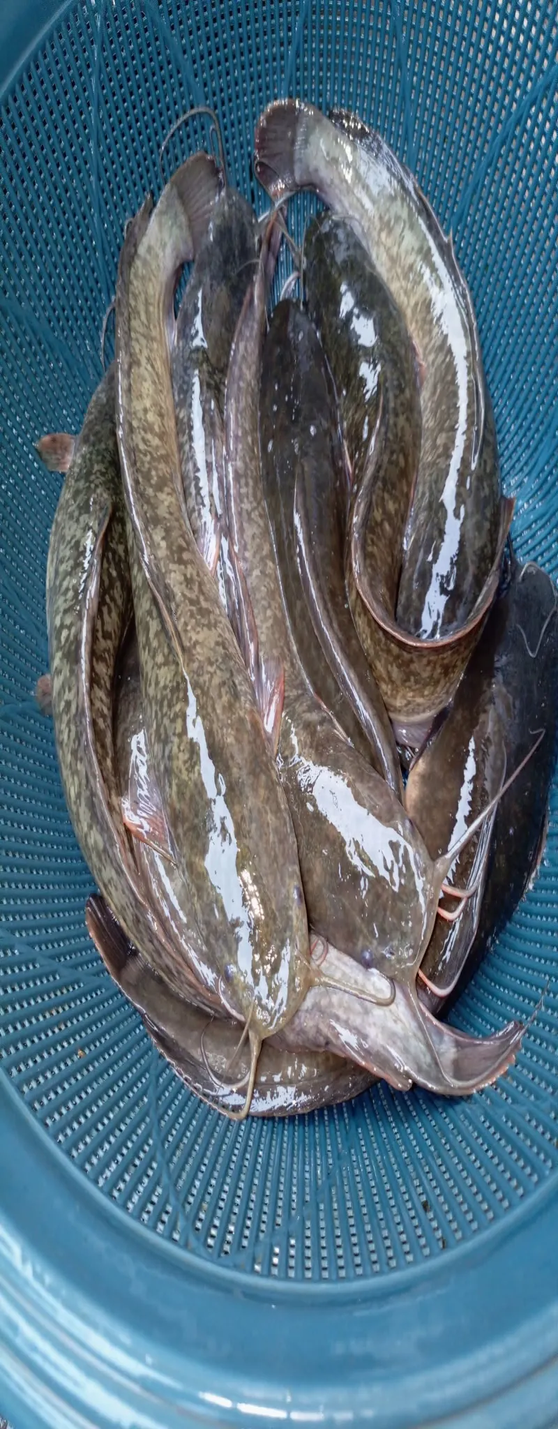 Poissons silures 